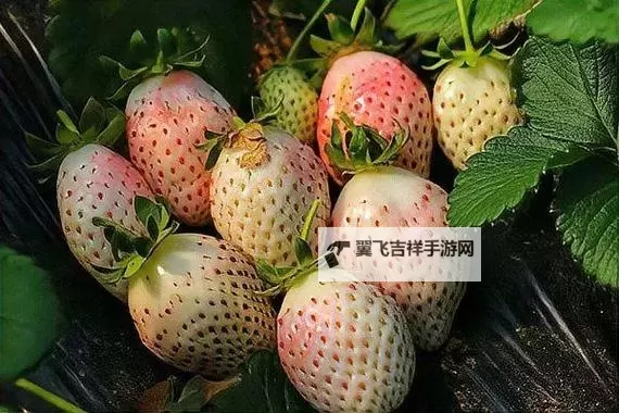 探秘青春之味——水莓100带你回味青春的甜蜜时光图1