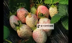 探秘青春之味——水莓100带你回味青春的甜蜜时光