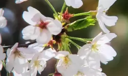 白色乳息樱花：春日里的纯洁之吻