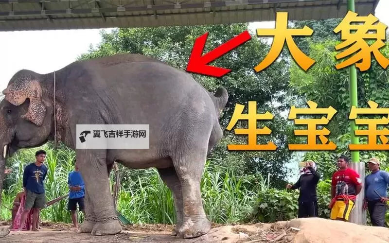 大象一区一品精区视频,尽享高品质视觉盛宴图1
