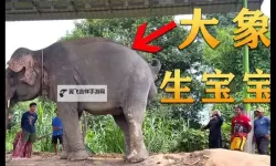 大象一区一品精区视频，尽享高品质视觉盛宴