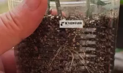 掌握园艺技巧：欧式72种扦插视频教程全面解析