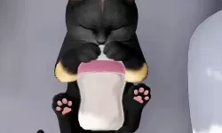《超喵星计划》怎么换猫？  《超喵星计划》换猫攻略