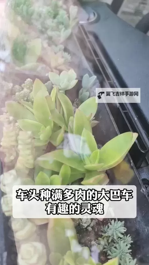 《整篇都是车的多肉1V3比P：多肉世界的极速对决》图1