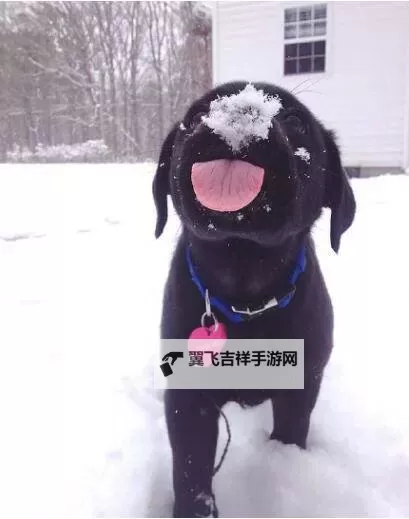 猪第一次见到雪太兴奋：小猪的雪地冒险记图1