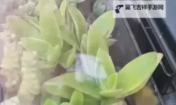 《整篇都是车的多肉1V3比P：多肉世界的极速对决》