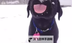 猪第一次见到雪太兴奋：小猪的雪地冒险记