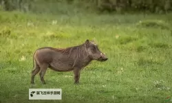 探索最新美国ZOOM动物农场：虚拟养殖体验新潮流