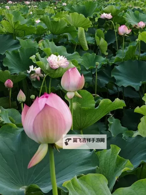 钢铁部落双开挂机软件推荐  怎么双开钢铁部落详细图文教程图1
