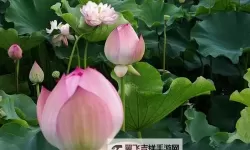 钢铁部落双开挂机软件推荐  怎么双开钢铁部落详细图文教程
