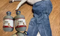 人狗胶配方大全高清ABB视频：全面揭秘制作技艺与使用指南