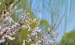 闫盼盼自拍三级：真相揭秘与背景分析