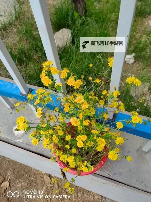 小黄花免费观看:经典影片免费看的便捷途径解析图1