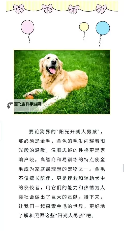 我与自己养的金毛做了五天的温馨点滴图1