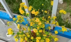 小黄花免费观看：经典影片免费看的便捷途径解析