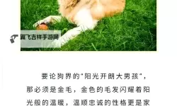 我与自己养的金毛做了五天的温馨点滴