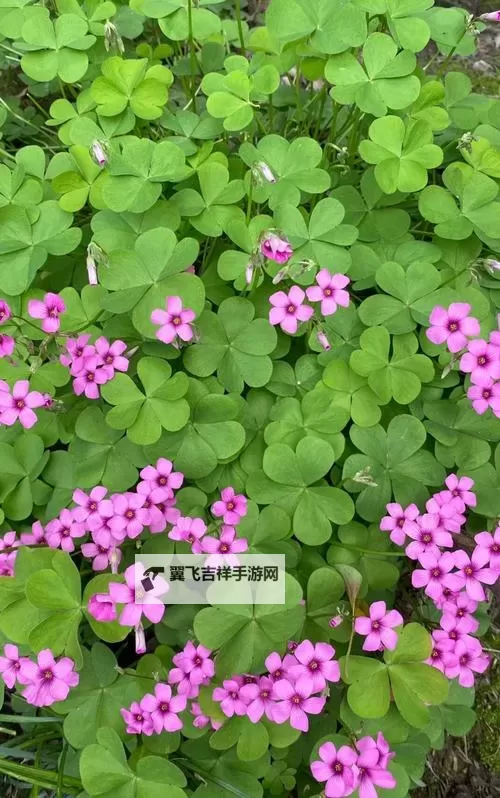 探索自然之美：四色草视频带你领略四季更迭的精彩瞬间图1