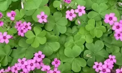 探索自然之美：四色草视频带你领略四季更迭的精彩瞬间