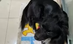 昨晚我和我家狗做了难忘的亲密时光