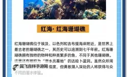 《珊瑚岛》地图要素及各区域作用介绍 珊瑚岛有什么设施