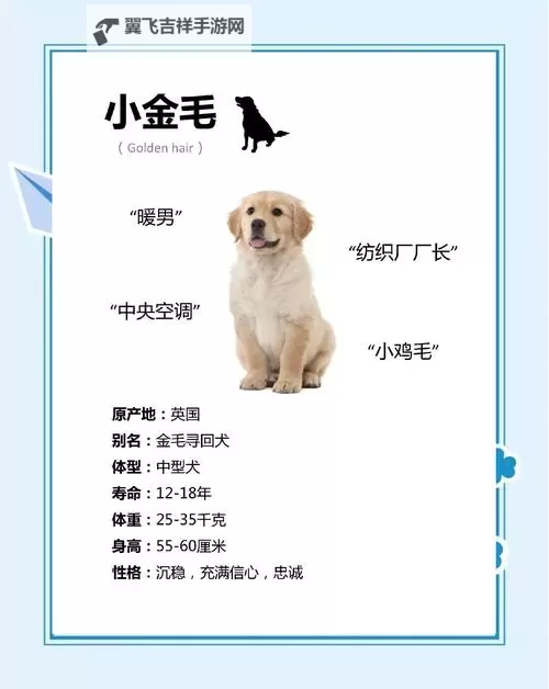我与自己养的金毛做7次：温馨瞬间的真实记录图1