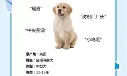 我与自己养的金毛做7次：温馨瞬间的真实记录