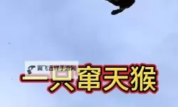 揭秘窜天猴隐藏入口：永久免费YW193.COC全面指南