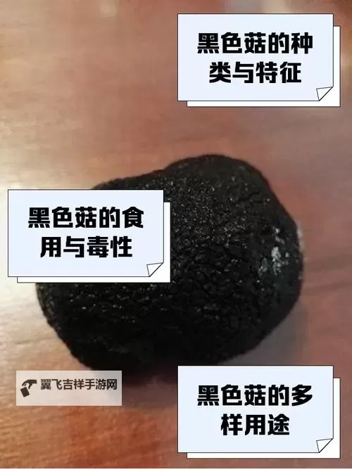 奇幻森林探险:又大又黑又长的蘑菇头的秘密图1
