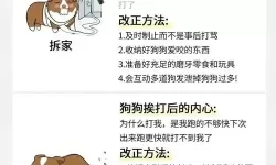 如何有效的方法：怎样教狗狗进入自己？