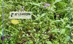 揭秘“日日干夜夜草”的神秘传说：荒野中的秘密之草