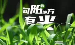 青草发布在线视频：掌握最新动态与精彩内容
