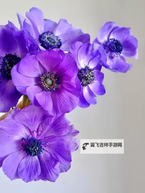 《动物森友会》紫色银莲花杂交及培育方法 紫色银莲花怎么杂交图1