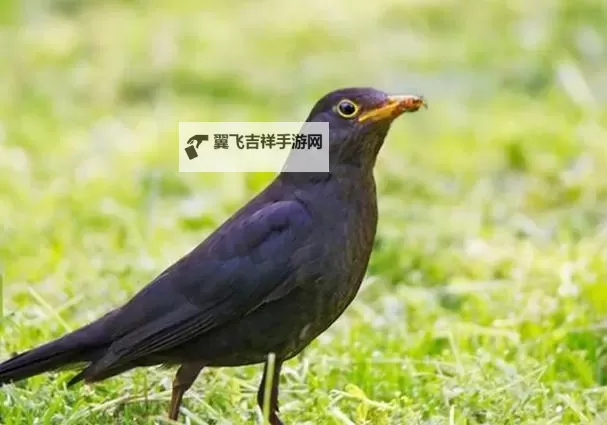 伏龙记挂机软件&双开软件推荐  轻松搞定伏龙记双开和挂机图1