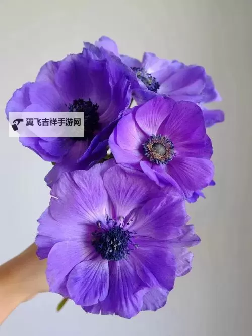 《动物森友会》紫色银莲花杂交及培育方法 紫色银莲花怎么杂交图2