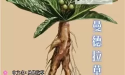 《霍格沃茨之遗》曼德拉草获取方法 曼德拉草怎么获得
