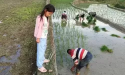 在女儿身上耕田：传统与现代的乡村变迁