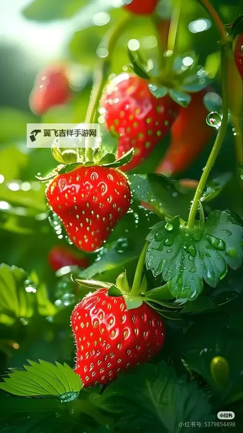 探索草莓视频在线观看免费网站上的精彩内容分享图1