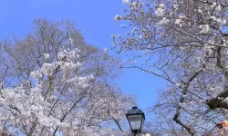 解决方案：中文字幕导入是乱码MA问题的详细分析与修复指南