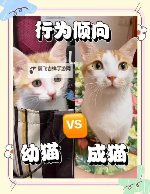 成版人猫咪在线：与萌宠共度悠闲时光的最佳平台图1