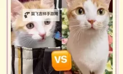成版人猫咪在线：与萌宠共度悠闲时光的最佳平台
