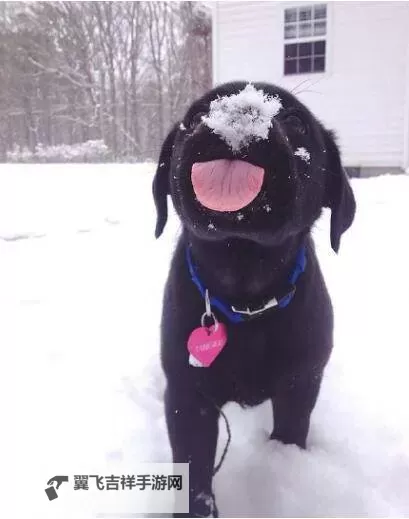 猪第一次见到雪太兴奋：小猪的雪地冒险记图1