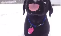 猪第一次见到雪太兴奋：小猪的雪地冒险记