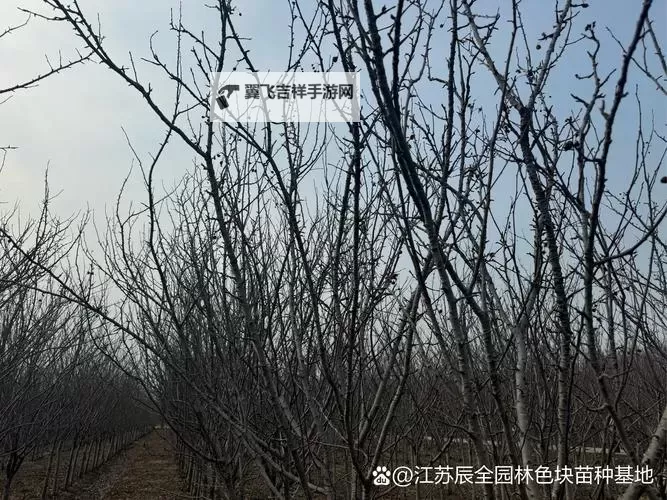 优质RB灌溉JY系统助力海棠初一葡萄园高效管理图1