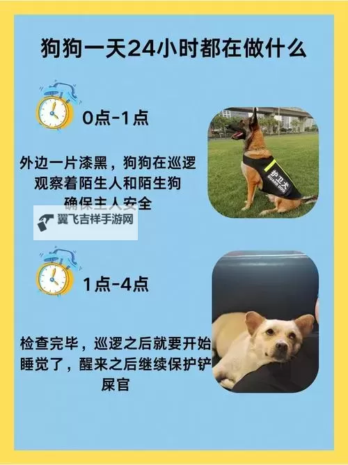 与狗狗做了四个小时都没事：宠物主人真实体验分享图1