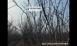 优质RB灌溉JY系统助力海棠初一葡萄园高效管理