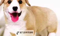 SiS001Board第一会所亚洲无码：介绍与最新动态