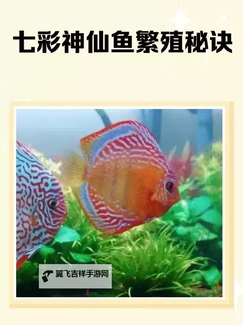 七彩鱼电脑版下载 怎么电脑玩七彩鱼？图1