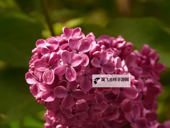 探索精彩世界：尽在色综合色丁香的视觉盛宴图1