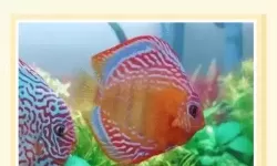 七彩鱼电脑版下载 怎么电脑玩七彩鱼？