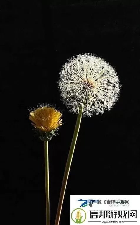 妙趣横生:紫龙插花芯带来的花艺新体验图1